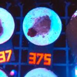 Discosoma Ruby Red (375)