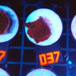 Discosoma Ruby Red (037)