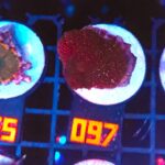 Discosoma Ruby Red (097)