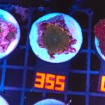 Rhodactis Dark Green - Orange Rim (355)