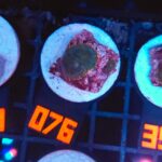 Rhodactis Dark Green - Orange Rim (076)