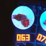 Discosoma Ruby Red (063)