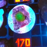 Rhodactis Green - Orange Rim (170)