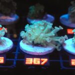 Alveopora Fluo Green (367)