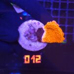 Montipora Capricornis Red (012)