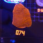 Montipora Capricornis Red (074)