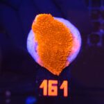 Montipora Capricornis Red (161)