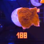 Montipora Capricornis Red (188)