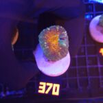 Lobophyllia corymbosa orange (370)