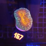 Lobophyllia corymbosa orange (167)