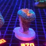 Lobophyllia corymbosa orange (370)