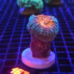 Lobophyllia corymbosa orange (167)