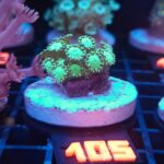 Alveopora Green (105)