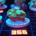 Alveopora Green (366)