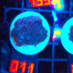 Zoanthus Alpha Blues (011)