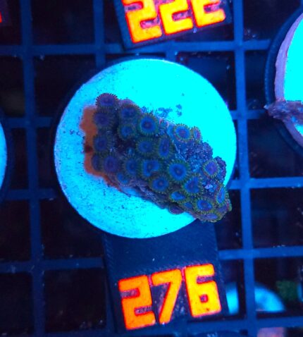 Zoanthus Alpha Blues (267)