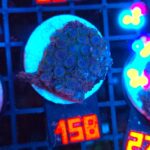 Zoanthus Alpha Blues (158)