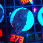 Zoanthus Alpha Blues (273)