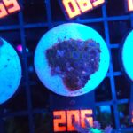 Zoanthus Alpha Blues (206)