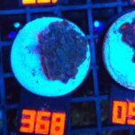 Zoanthus Alpha Blues (368)