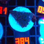 Zoanthus Alpha Blues (384)