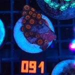 Zoanthus Orange (091)