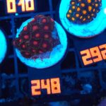 Zoanthus Snow White (248)