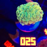 Euphyllia paraancora GOLD 2h (025)