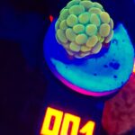 Euphyllia paraancora GOLD 1h (001)