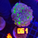 Euphyllia paraancora Purple tip 1h (061)