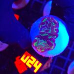 Euphyllia paraancora Purple tip 2h (024)