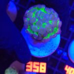 Euphyllia paraancora Purple tip 1h (358)