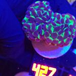 Euphyllia paraancora Purple tip 3h (427)