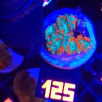 Acanthastrea lordhowensis (125)