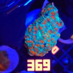 Acanthastrea lordhowensis (369)