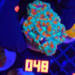 Acanthastrea lordhowensis (048)