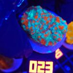 Acanthastrea lordhowensis (023)