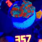 Acanthastrea lordhowensis (357)