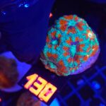 Acanthastrea lordhowensis (138)