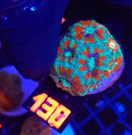 Acanthastrea lordhowensis (138)