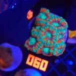 Acanthastrea lordhowensis (060)