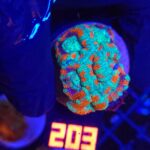 Acanthastrea lordhowensis (203)