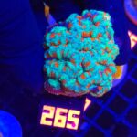 Acanthastrea lordhowensis (265)