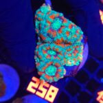 Acanthastrea lordhowensis (258)