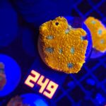 Acanthastrea Honey Gold (249)