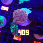 Euphyllia paraancora Pink 1h (409)