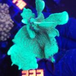 Pavona cactus (223)