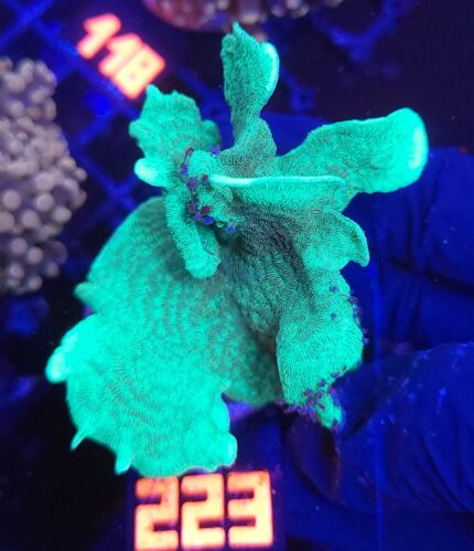 Pavona cactus (223)