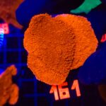 Montipora Capricornis Red (161)