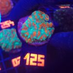 Acanthastrea lordhowensis (125)